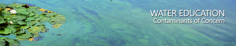 Blue Green Algae - Lake Kagawong